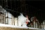 SA 'ready for bird flu'